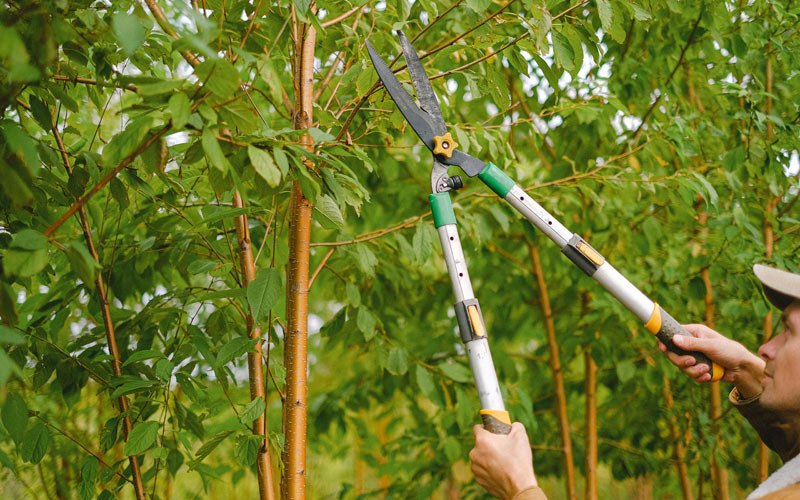 Tree trimming in Thompsonville, IL