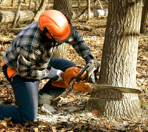 Tree Removal in Thompsonville, IL